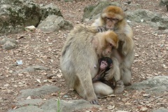 Ape Family